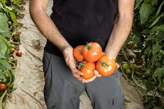 "נוכל לגדל עגבניות בריאות ועמידות" // צילום: זרעים גדרה-סינג'נטה